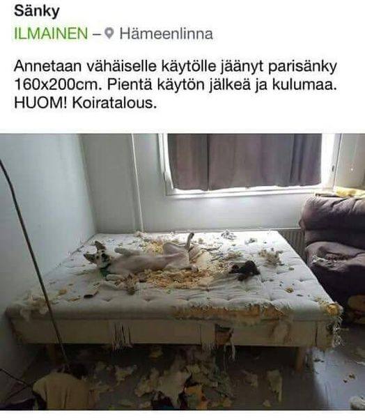 Koiratalous