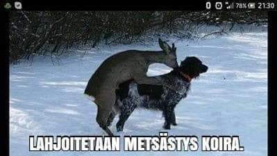 Lahjoitetaan Metsästyskoira