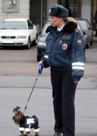 Ruotsalainen Poliisikoira